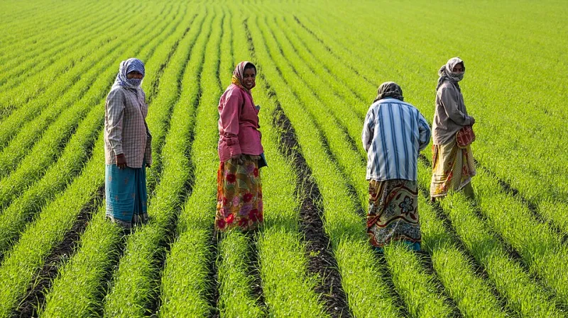 Beyond the Label: Why the Farmers Healing Your Soil Might Not Have a Certification to Show You