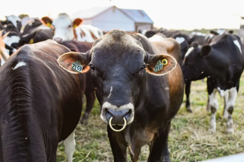 Every Time You Buy Cheap Meat, You Might Be Funding a Public Health Emergency