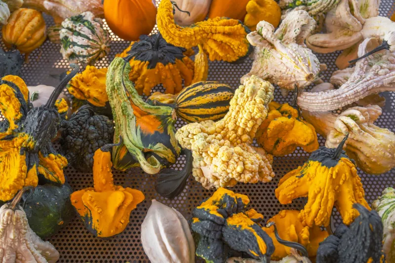 The Honest Ranking: Five Ways to Actually Eat Local in February