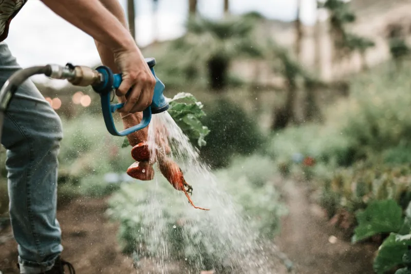 Before Your Coffee Cools: Inside the One-Day Journey of a CSA Box