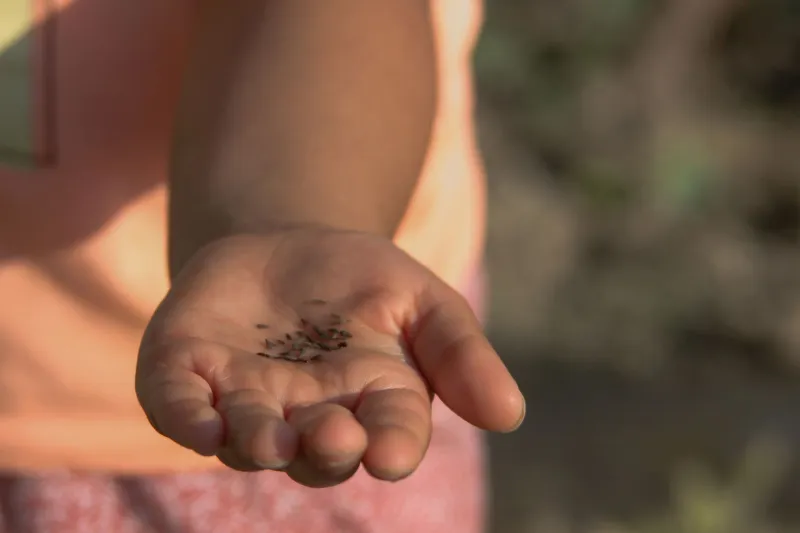 You Might Be Growing Contraband in Your Backyard: The Strange Legal World of Seed Saving