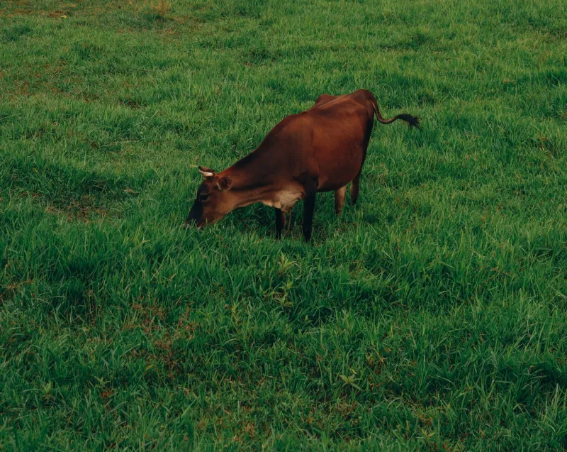 Grass, Guts, and Good Intentions: How Small Farms Are Quietly Reinventing the Way We Raise Meat