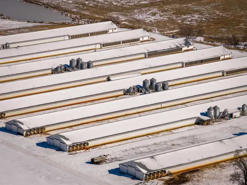 Superbugs Don't Stay on the Farm: The Hidden Health Crisis Spreading from Factory Feedlots to Your Front Yard