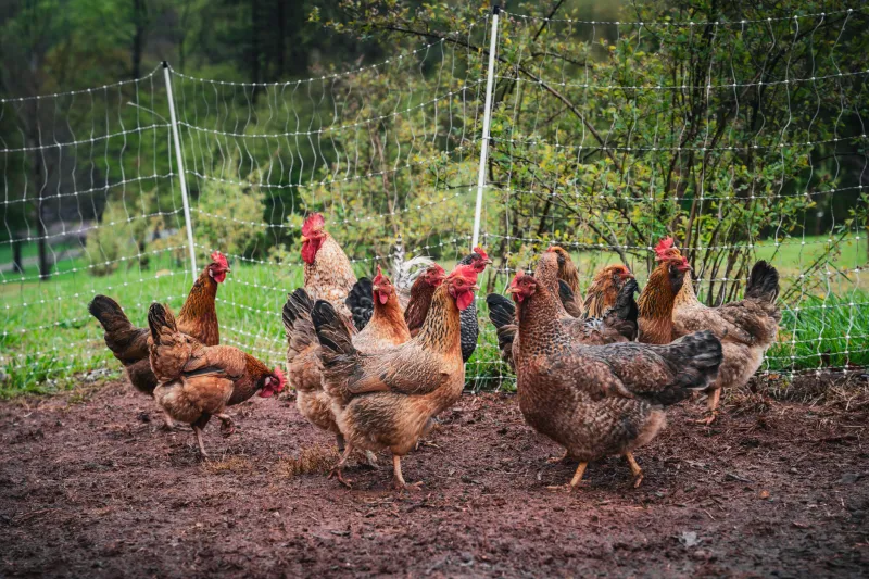 What 'Raised Without Antibiotics' Actually Means — And What It Conveniently Leaves Out